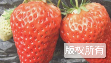 章姬草莓