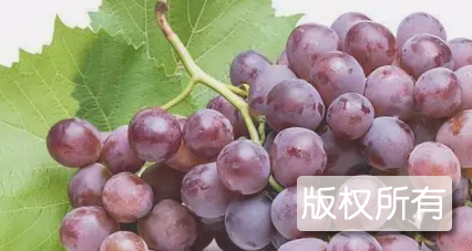 彭山葡萄