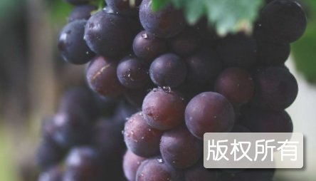 户县葡萄