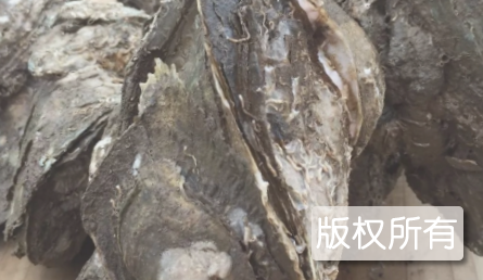 钦州大蚝