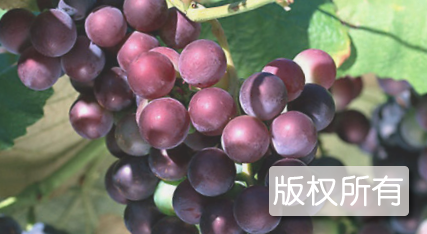 野生葡萄