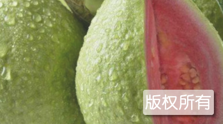 坦洲珍珠番石榴