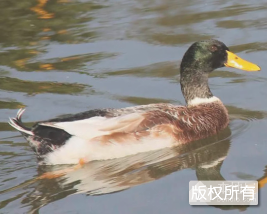 缙云麻鸭