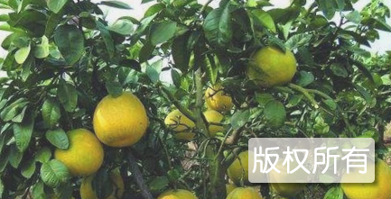 蓬溪矮晚柚
