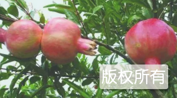 烈山石榴