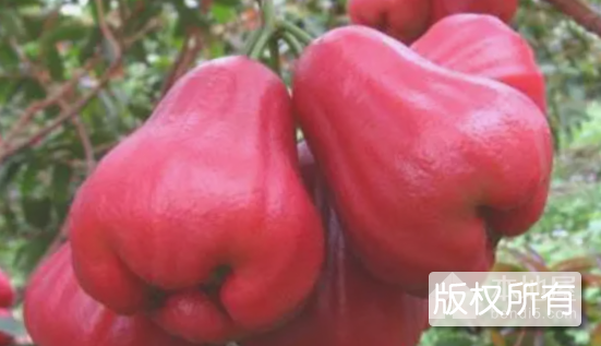 珍珠莲雾