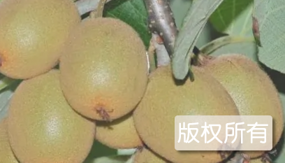 峨边猕猴桃