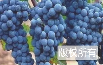 小金酿酒葡萄