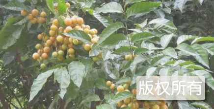 潮州黄皮子