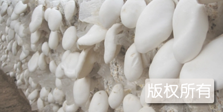 广水白灵菇