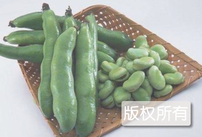 嘉定白蚕豆