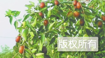 大平顶枣