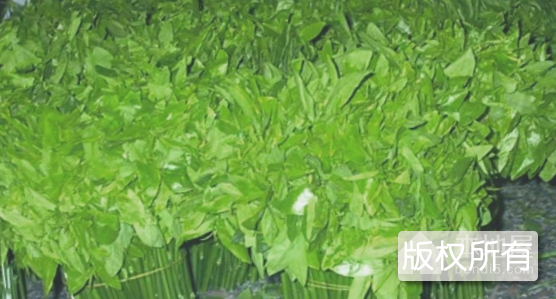 五指山野菜