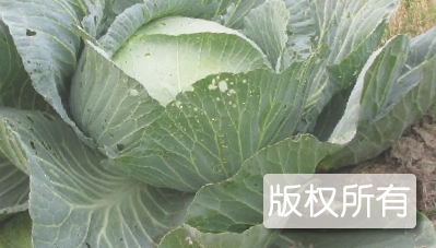 汝南五香大头菜
