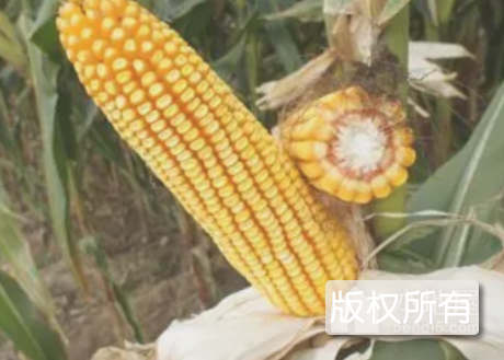 铁岭玉米