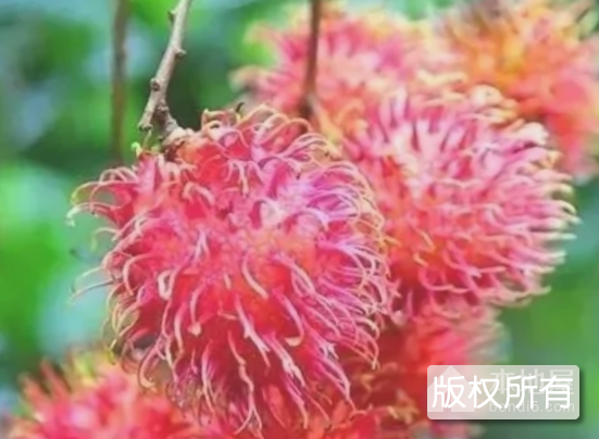 保亭红毛丹