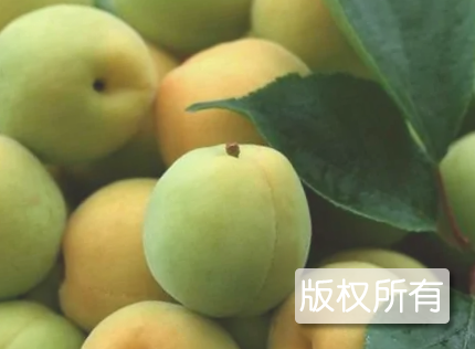 酸毛杏