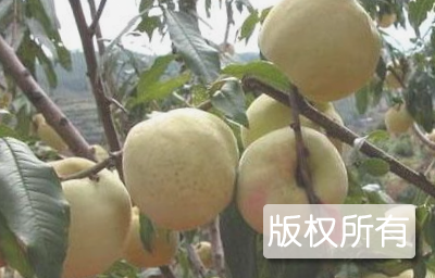 冬青桃