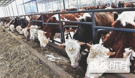 民和肉牛