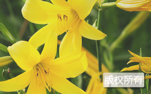 苏尼特黄花菜