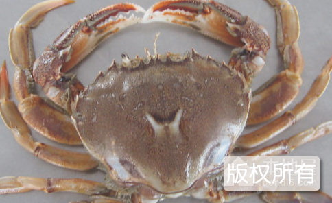 梁子湖螃蟹