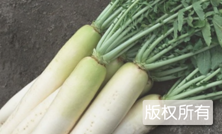 铜陵萝卜