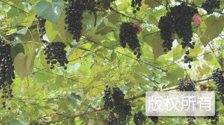 罗城毛葡萄