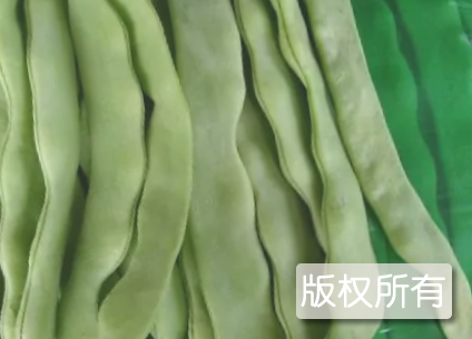 “邹平白玉”芸豆