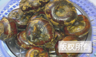 汶上大荸荠
