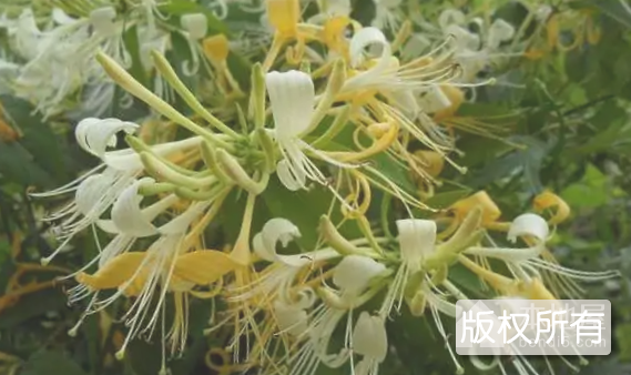 新密金银花