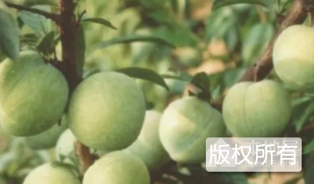 寿宁油萘