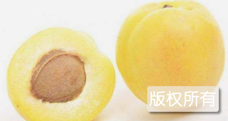 库车小白杏