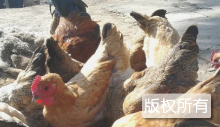 皖西麻黄鸡