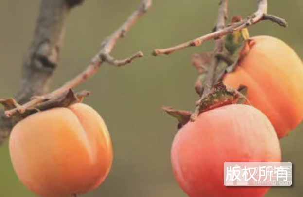 闻喜柿子