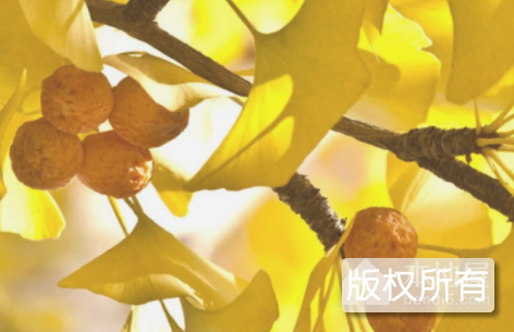 玛瑙银杏