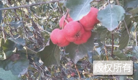 林州山楂