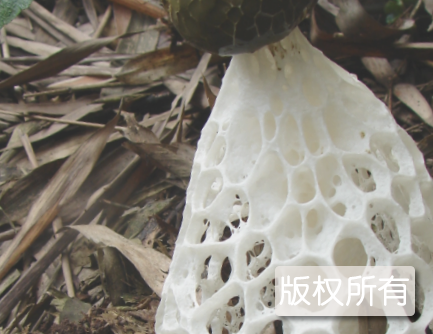 长宁长裙竹荪