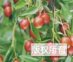固安金丝小枣