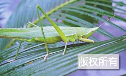 稻蝗