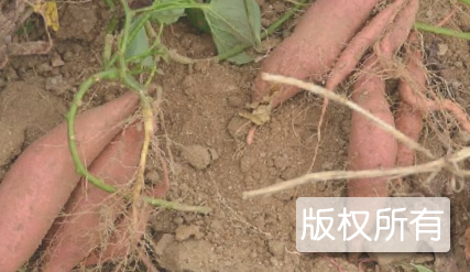 信阳红薯