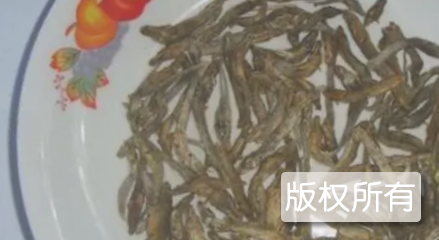 琴鱼