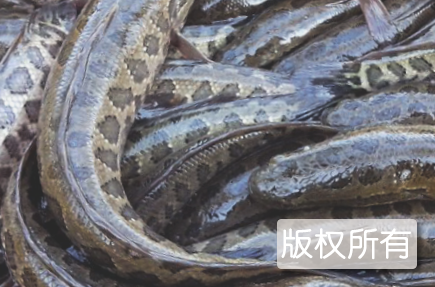 瑞洪乌鱼