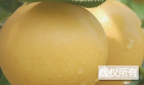 烟岭蜜梨