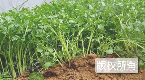 六合水芹