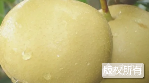 栖霞大香水梨