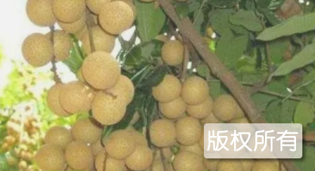 四季龙眼