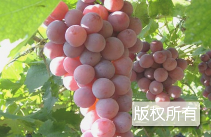 涿鹿葡萄