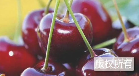 江津乌皮樱桃