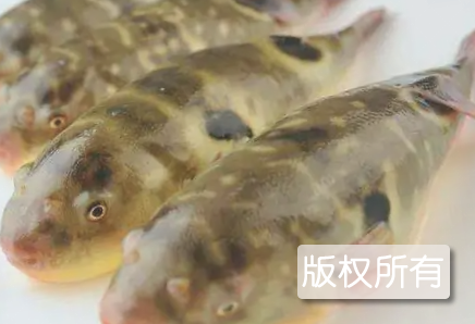 盘锦河豚
