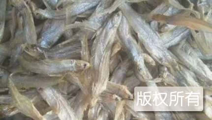 鄱阳湖凤尾鱼